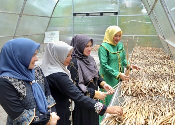 Ketua Dekranasda Aceh Tinjau Sentra UMKM Eceng Gondok dan Kain Kasab di Aceh Barat